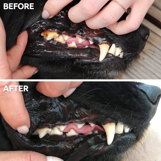 AniForte® Dentálny čistiaci a ošetrujúci prášok - Image 2