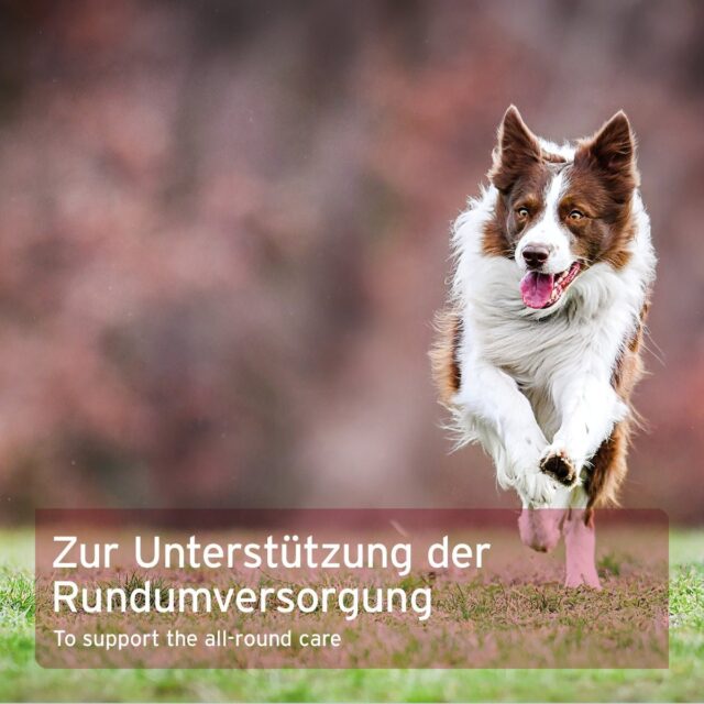 AniForte® 4in1 Complete Dog - Image 3